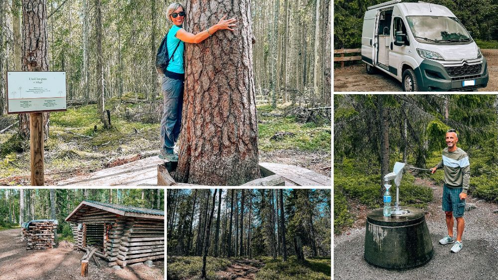 Un collage di sei foto dal Parco Nazionale Pyhä-Häkki in Finlandia, che mostrano una donna che abbraccia un enorme pino antico, un furgone camper bianco parcheggiato, un uomo che usa una pompa d'acqua a mano, un rifugio di tronchi tradizionale finlandese con della legna da ardere, e fitte vedute della foresta vergine.
