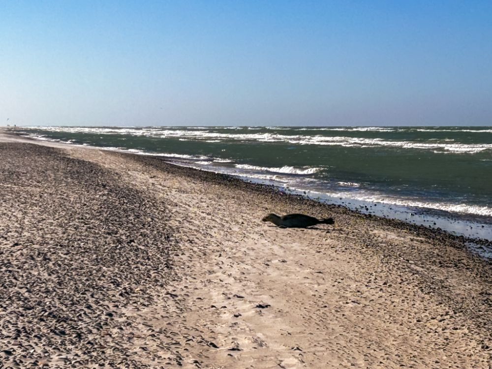 Incontrare foche mentre prendono il sole in spiaggia è una costante.