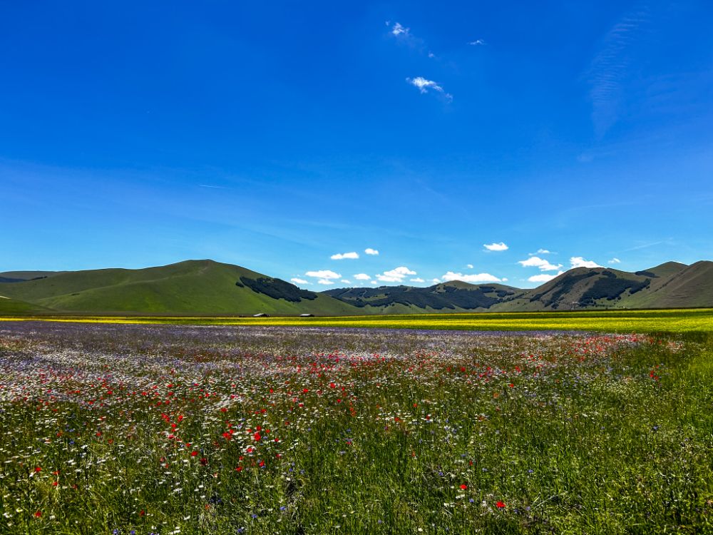 Spettacolare veduta panoramica della fioritura nel Piano Grande di Castelluccio di Norcia (Umbria), con un vasto prato ricco di fiori di campo colorati (bianchi, rossi, blu), montagne verdi sullo sfondo e un cielo azzurro terso con nuvole bianche.